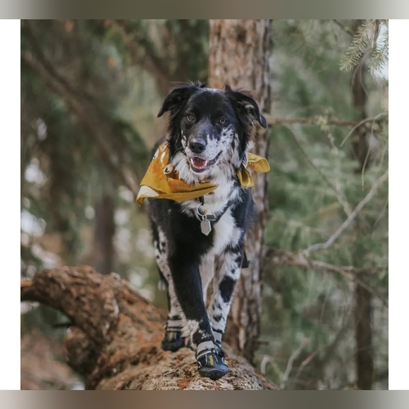 QUMY Dog Shoes #682, 1198 - Picture 6 of 10